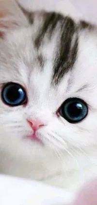 This is a phone live wallpaper of a cute close-up photo of a kitten with blue eyes