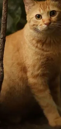 This phone live wallpaper features an incredibly realistic image of an orange cat sitting beside a tree branch, holding a wand in its long trunk