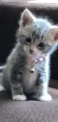 This phone live wallpaper features a cute gray and white kitten sitting on a couch, wearing a collar