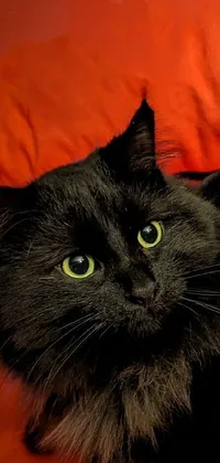 This dynamic live wallpaper features a black cat laying on an orange blanket, presented in a pop art style with bold outlines and a fluffy green belly