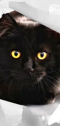 Get mesmerized by a stunning black cat live wallpaper