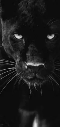 This phone live wallpaper features a striking black cat with blue eyes, accompanied by a black and white photo, a Tumblr-esque lioness, and a mysterious and intricate dark-skinned woman with glowing red eyes