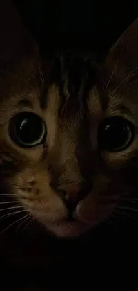This phone live wallpaper features a captivating close-up shot of a feline in the dark, with short brown hair and large eyes, creating a mysterious atmosphere