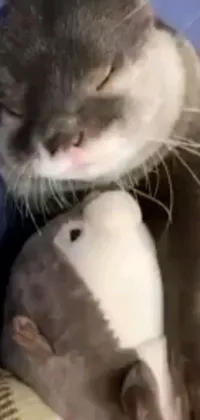 Introducing a stunning live wallpaper featuring a cute otter holding a stuffed animal, captured in high quality footage