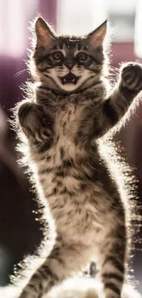 This phone live wallpaper features an adorable kitten in a full body backlight against a sunbeam background