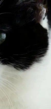 This cute and calming live wallpaper features a close-up of a black and white cat with green eyes, seen from a camera angle looking up, emphasizing the detailed fur and whiskers
