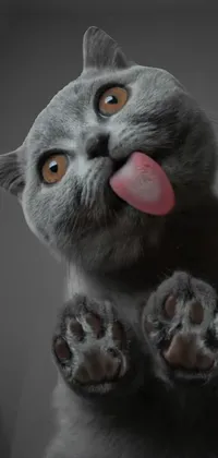 This phone live wallpaper features an adorable close-up of a cat sticking out its tongue