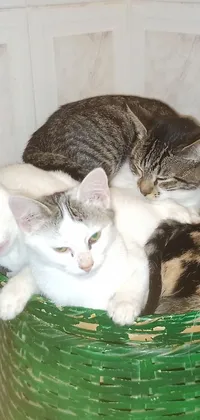 Looking for a dynamic and playful live wallpaper for your phone? Look no further than these furry felines! Set against a backdrop of lush green foliage and flowers, a group of cats lounge and play on top of a green basket, each sporting a unique set of colors and intricate fur patterns