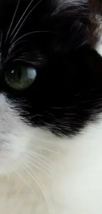This stunning live wallpaper showcases a close-up shot of a black and white cat with green eyes