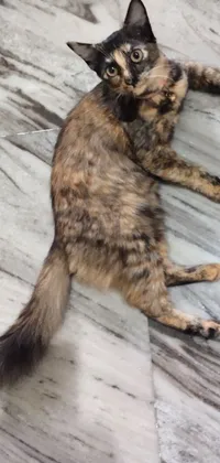 This live wallpaper features a cute female cat laying on the floor