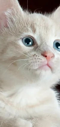 This live wallpaper features a stunning close-up of a cat with piercing blue eyes