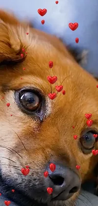 Carnivore Snout Dog Breed Live Wallpaper