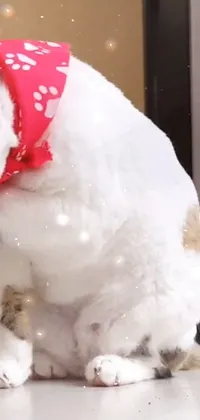 This live wallpaper features a white and brown cat wearing a red bandanna covered in slimy goo, with snow on its body