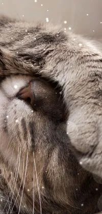 This live wallpaper showcases an up-close view of an adorable cat lying on its back and placing its paws over its face in a facepalm position