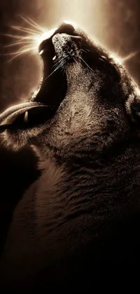 Carnivore Snout Felidae Live Wallpaper