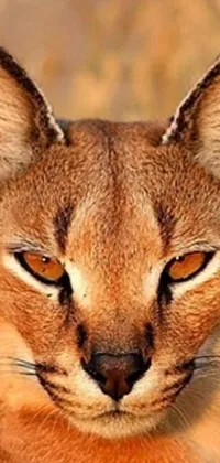 This phone live wallpaper showcases a striking close-up of a caracal cat, with its piercing stare and tufted ears set against a vibrant green grass background