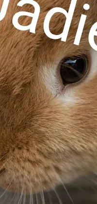 This phone live wallpaper features a high-resolution macro photograph of an adorable rabbit's face with its name written on it