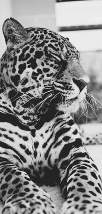 This dynamic phone live wallpaper showcases a stunning, close-up black and white photo of a majestic leopard in Peru
