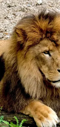 This live wallpaper for your phone features a beautiful close up of a lion lounging on a log