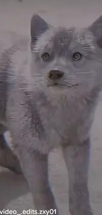 This phone live wallpaper showcases a close-up of a captivating cat on a beach with white-haired fur, accompanied by a still from trailcam footage for added realism