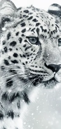 This live phone wallpaper showcases a striking black and white photograph of a snow leopard in the midst of a winter storm