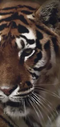 This stunning live wallpaper for smartphones features a realistic close-up of a fierce tiger's face against a softly blurred background