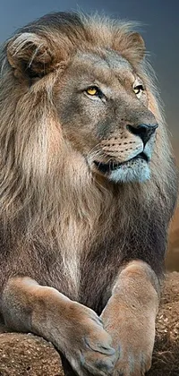 Experience the majestic beauty of a lion with this phone live wallpaper