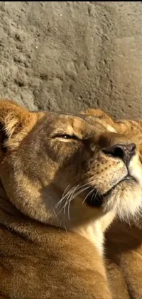 This phone live wallpaper showcases two lions lying next to each other in closeup, radiating tenderness and affection