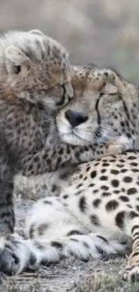 This stunning live phone wallpaper depicts two cheetahs in an adorable display of love and affection
