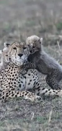 This stunning live wallpaper features two cheetahs cuddled up on a golden savannah