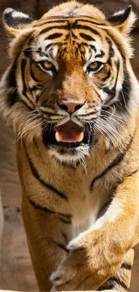 This phone live wallpaper showcases a stunning close-up of a regal tiger walking on a rock