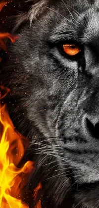 This stunning phone live wallpaper boasts a highly-detailed close-up shot of a majestic lion's face in flames