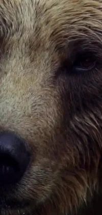 This phone live wallpaper showcases the stunning profile of a brown bear's face in hyperrealism