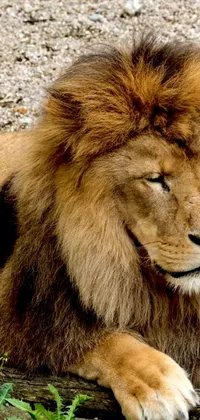 This phone live wallpaper features a stunning close-up portrait of a majestic lion