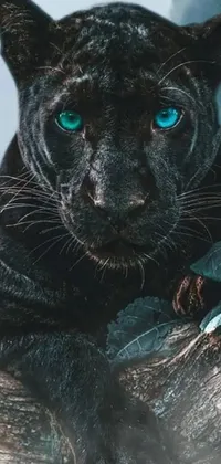 Black Leopard on Robinia Branch - Live Wallpaper - free download