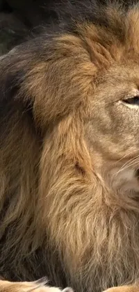 Carnivore Snout Felidae Live Wallpaper