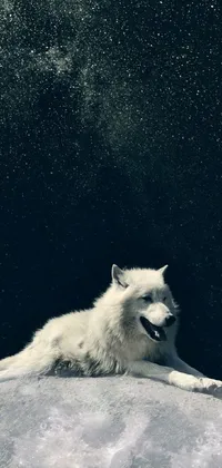 Enhance your phone's aesthetic appeal with a stunning live wallpaper featuring a white dog sitting on a large rock against a lunar backdrop