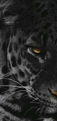 This stunning phone live wallpaper showcases a close-up of a black leopard's face, featuring white spots on a black coat, finely painted with intricate detailing and without any filter on flickr