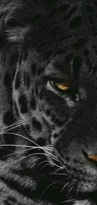 This stunning phone live wallpaper showcases a close-up of a black leopard's face, featuring white spots on a black coat, finely painted with intricate detailing and without any filter on flickr