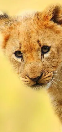 Bring the wild into your home screen with a fierce close-up of a small lion cub