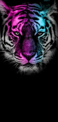 This stunning phone live wallpaper features a close-up shot of a tiger's face in the dark, with the vibrant colors of hot pink and cyan dominating its gorgeous fur and stripes