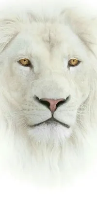 This stunning phone live wallpaper is a close-up view of a white lion's immaculate face