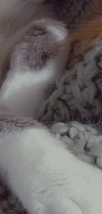 This live wallpaper for your phone features an adorable close-up of a cat resting on a cozy blanket