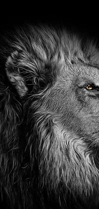 Experience the raw power and intense gaze of a majestic lion with this black and white portrait live wallpaper