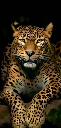 This stunning live phone wallpaper features a close-up view of a majestic leopard resting on a tree branch