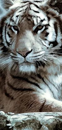 This phone live wallpaper showcases a breathtaking photorealistic depiction of a powerful tiger lounging on a rocky surface