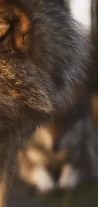 This live wallpaper features a close-up of a wolf with a blurry background, creating a realistic and mesmerizing effect for your phone's display