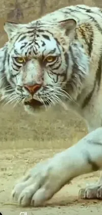 This dynamic phone live wallpaper showcases a striking close-up image of a white tiger in a captivating action scene