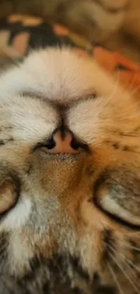 This cat-inspired phone live wallpaper is ideal for feline enthusiasts