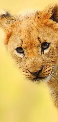 Introduce a magnificent lion cub on your phone with this trendsetting live wallpaper